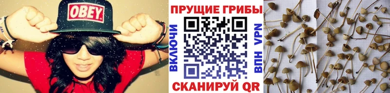 Псилоцибиновые грибы MAGIC MUSHROOMS  закладки  Петров Вал 